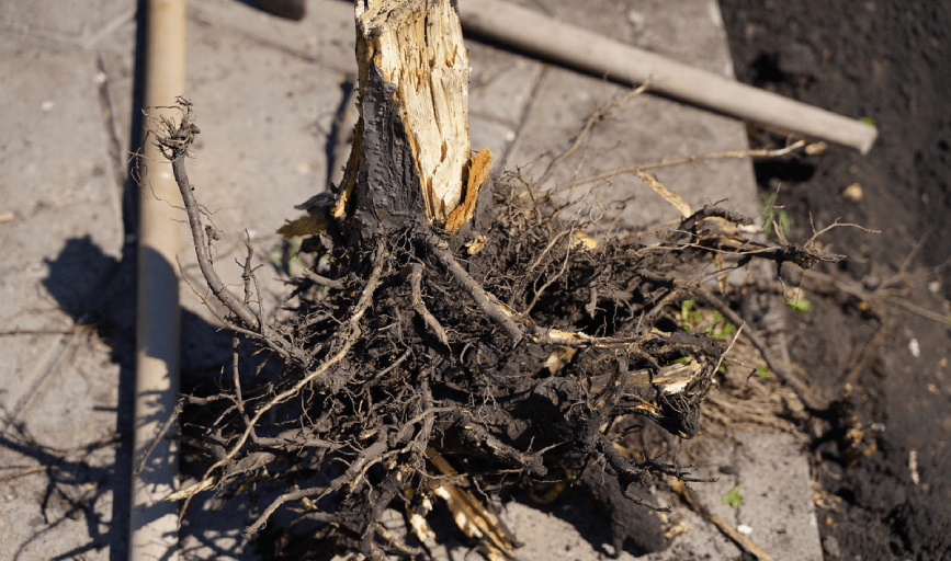 Tree Debris Removal